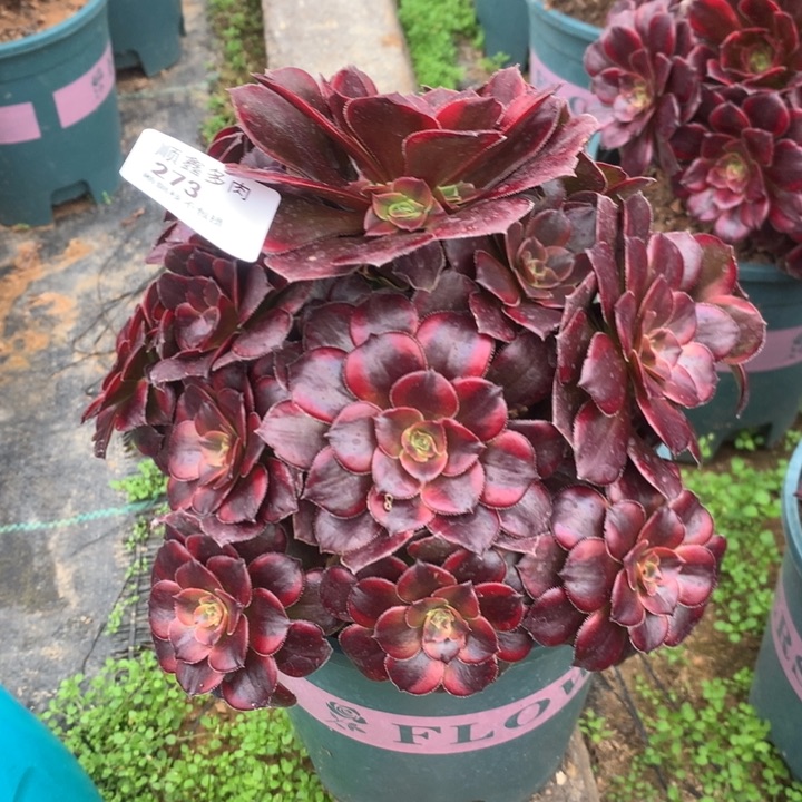 273水果糖多肉植物