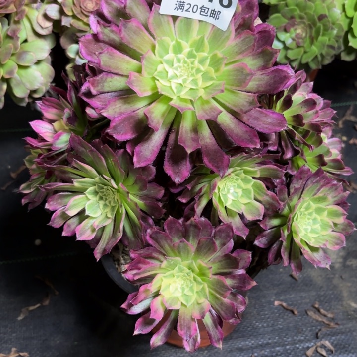 瑞妈一物一拍116