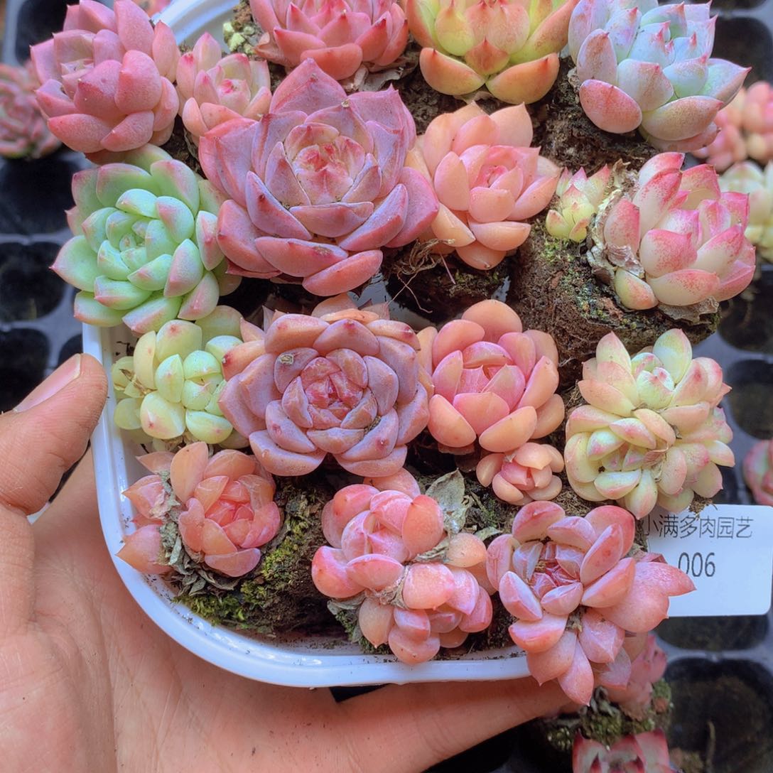 我要去看你了哦我想006