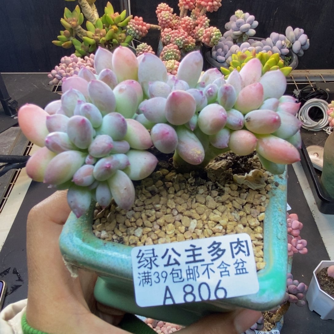 806苹果奶四代缀多肉8c m