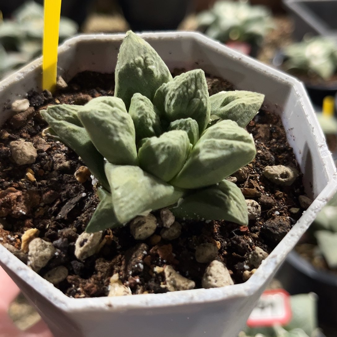 51号实生龙角龟福利