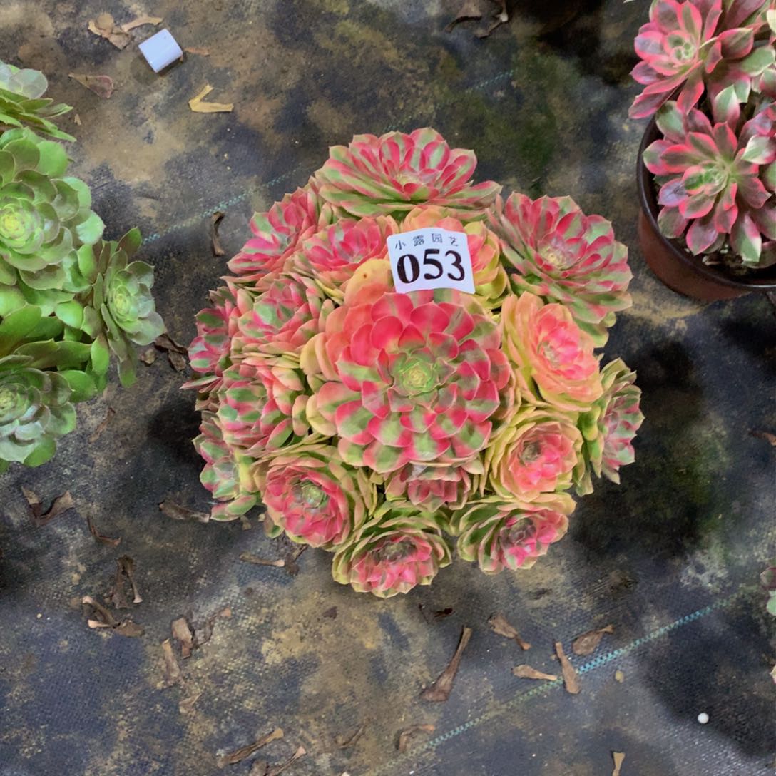孟**碗多肉植物053雨荷888888