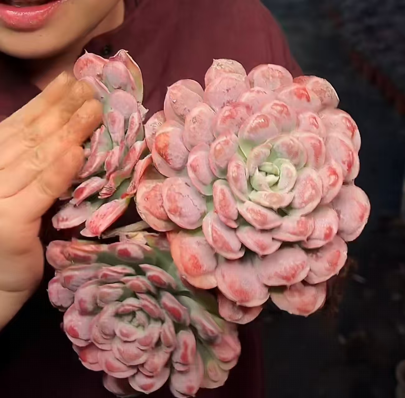 【中号雨滴】 多肉植物 绿植盆栽
