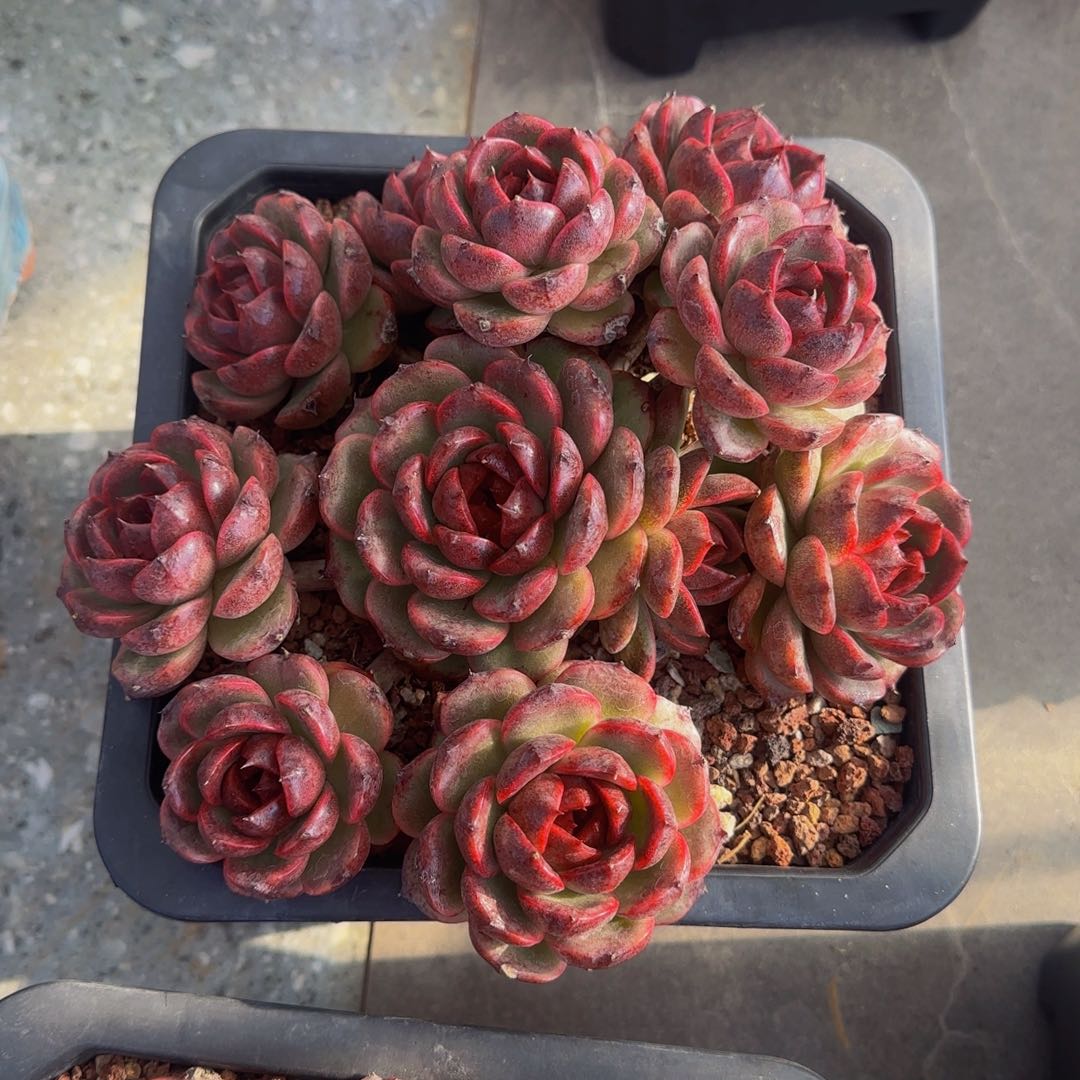 黑水晶黑水晶8464846！！！！