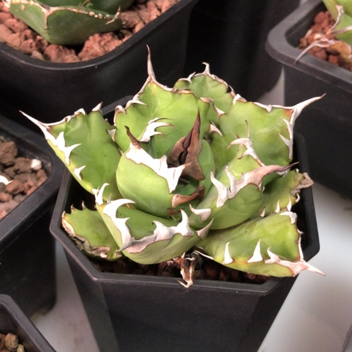 姬仁王冠龙舌兰一物一拍