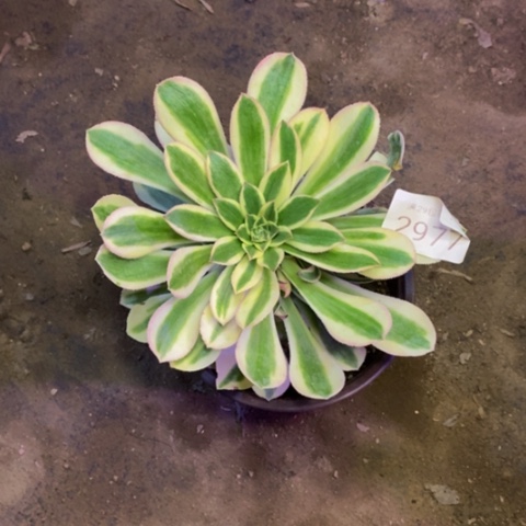 保时捷多肉植物2977