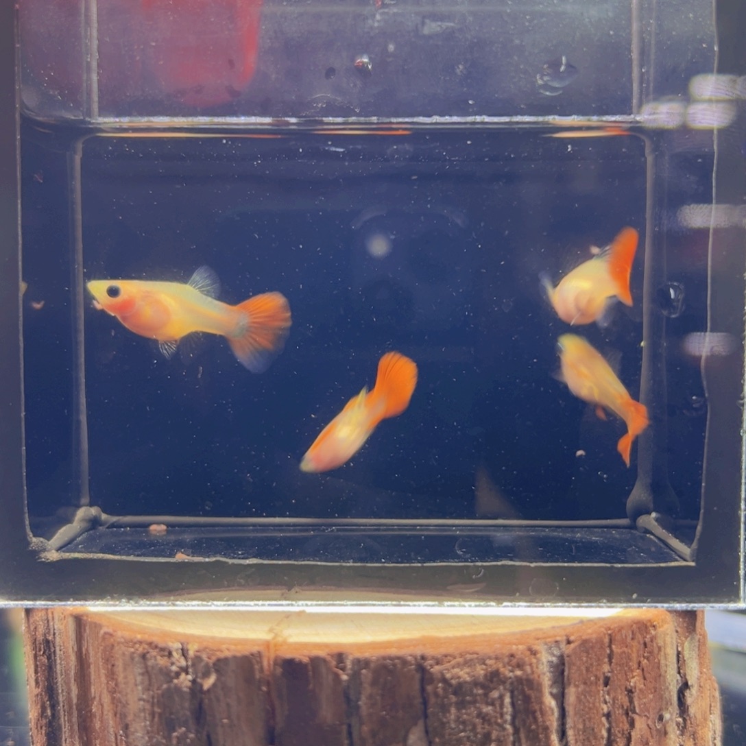 孔雀鱼银河玻璃猫短体两对1