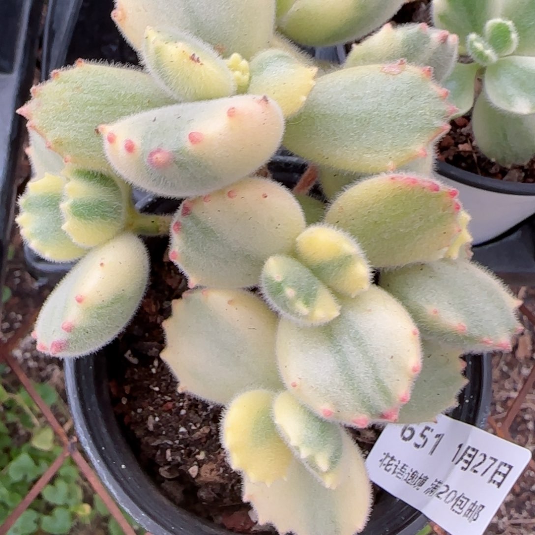 花语逸镜0127-651