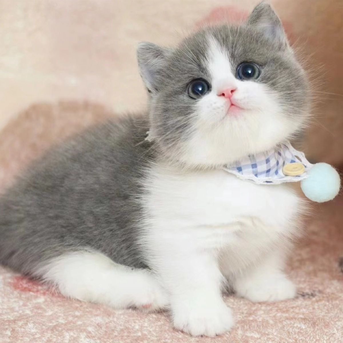 活体猫咪直播间挑选蓝白布偶猫金渐层蓝猫一对一挑选宠物猫