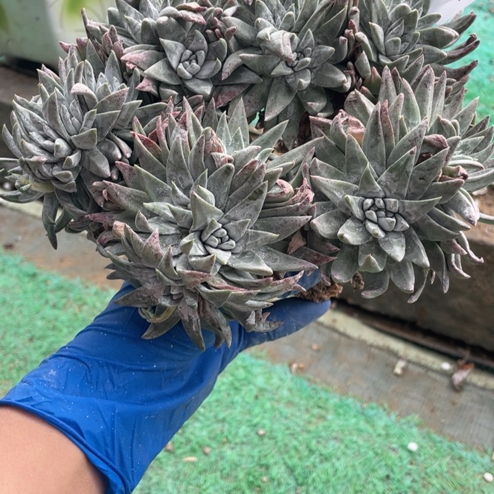 481号白雪山东多肉植物