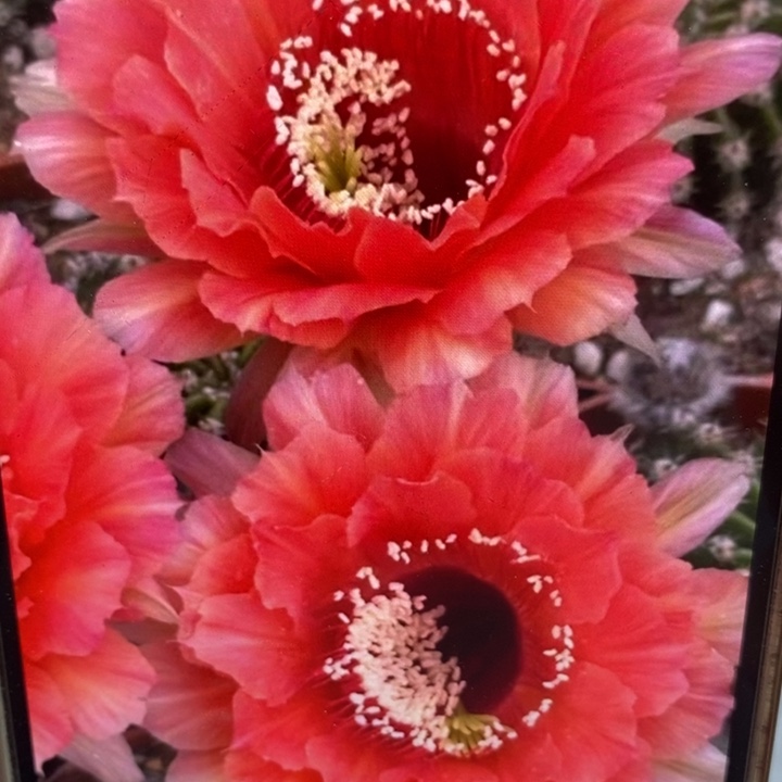 香香新金刚7公分左右