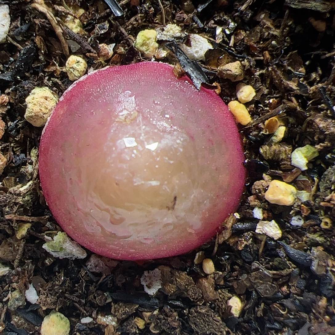 【闪购商品】193 灯泡