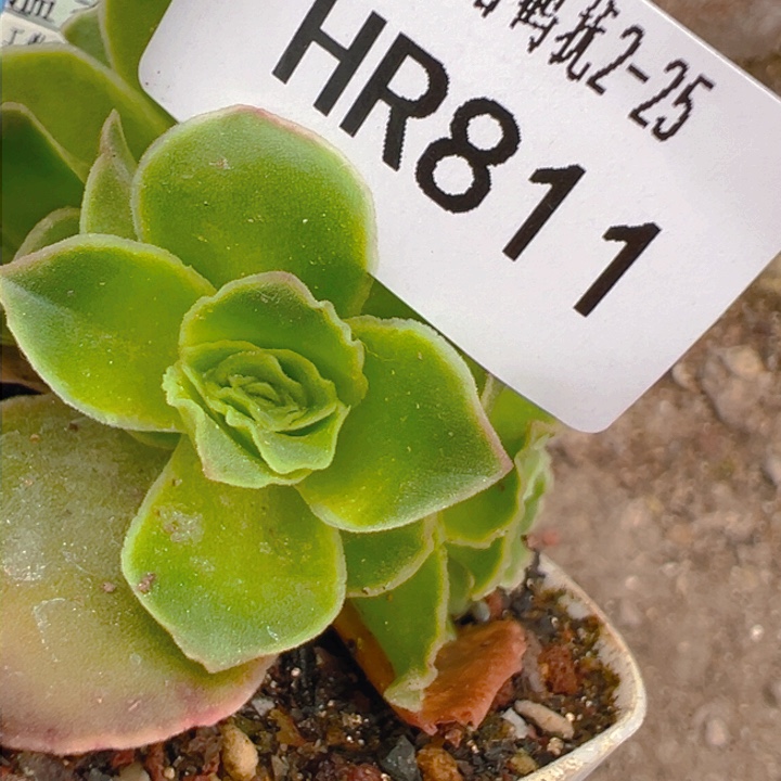 HR811四龙后侧芽预留
