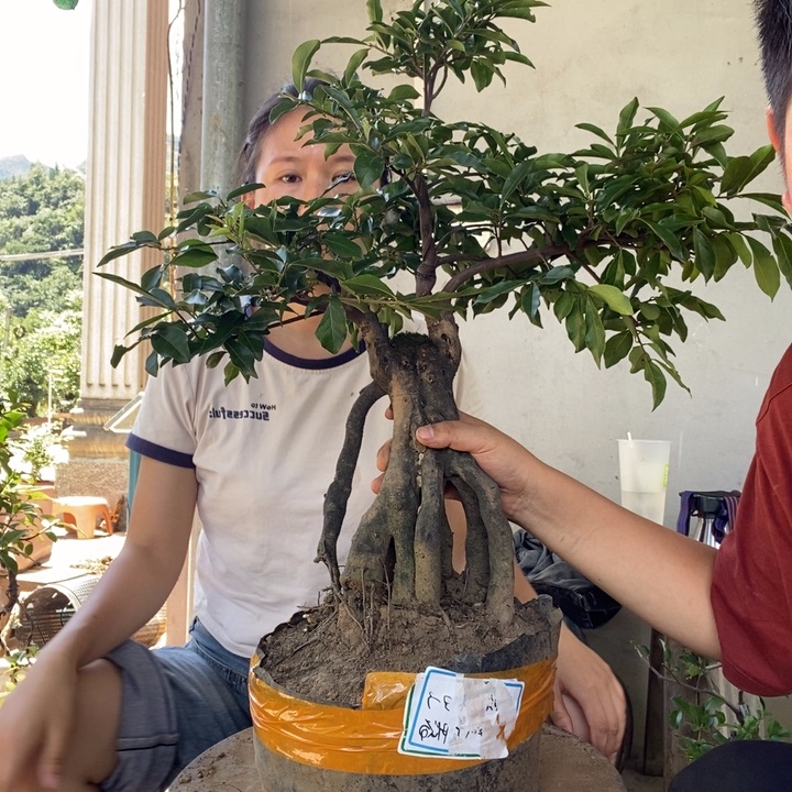 无花朵金弹子小品无果