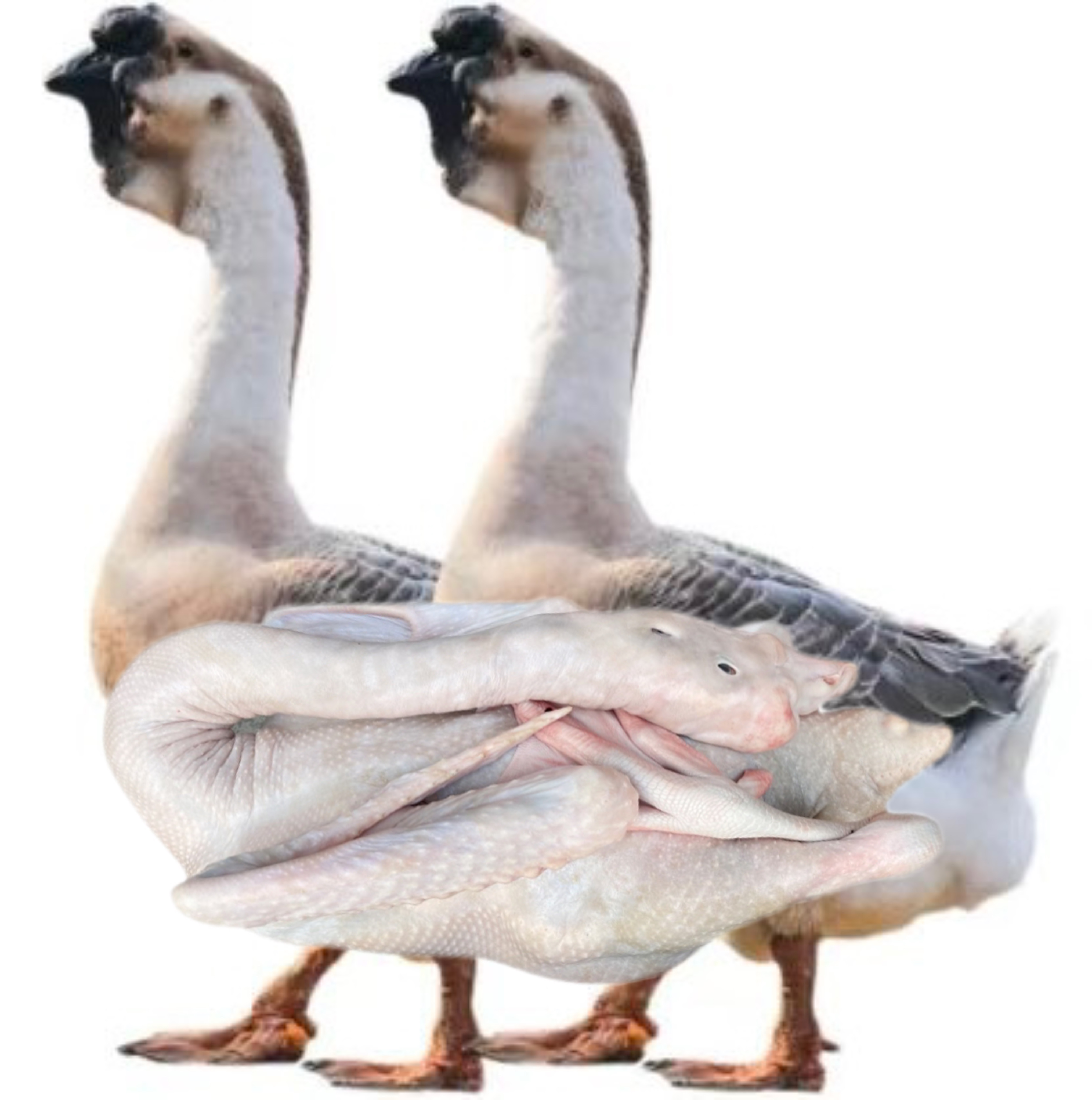 特大种狮头鹅肉肉质细嫩