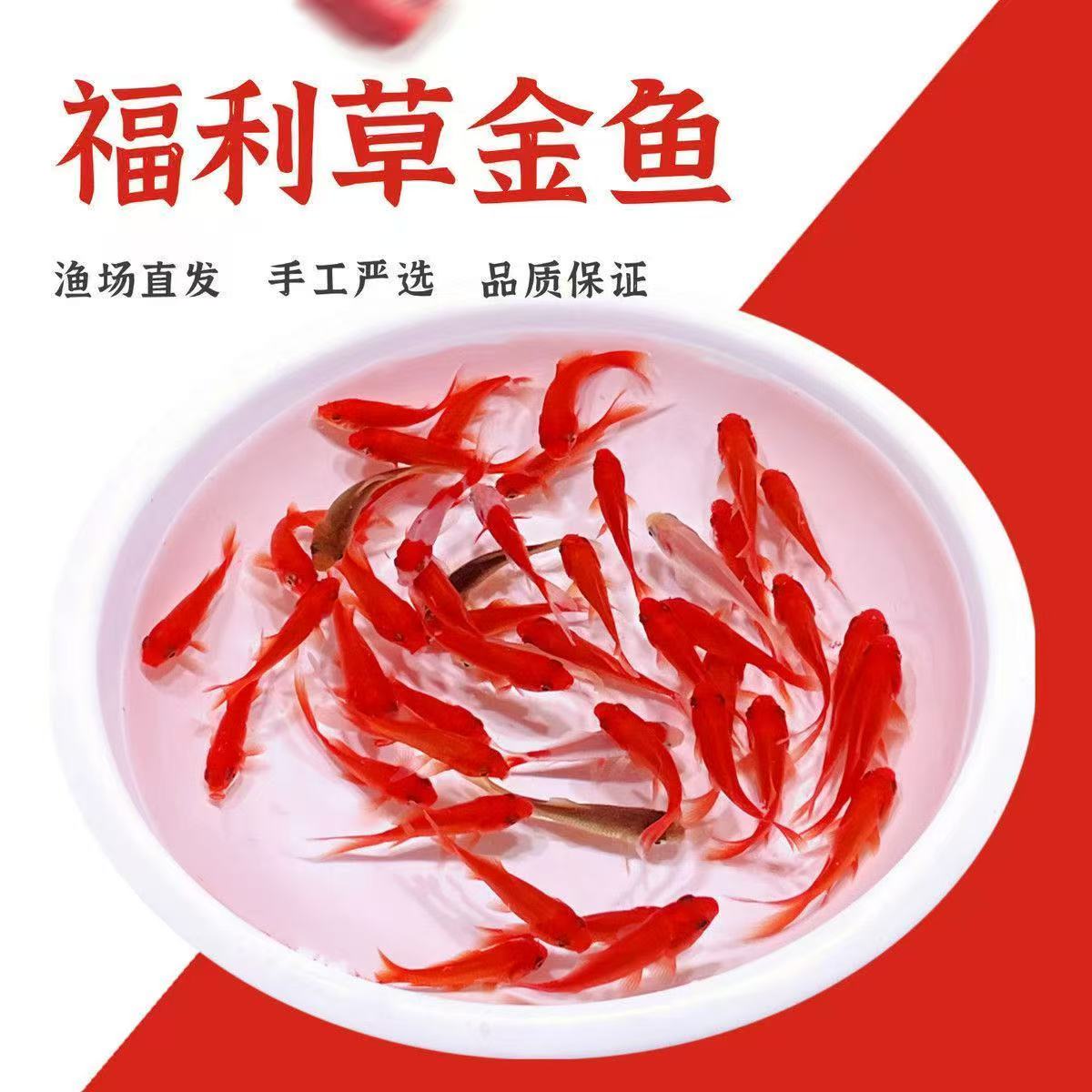 观赏鱼 草金鱼 饲料鱼 冷水鱼 金鱼