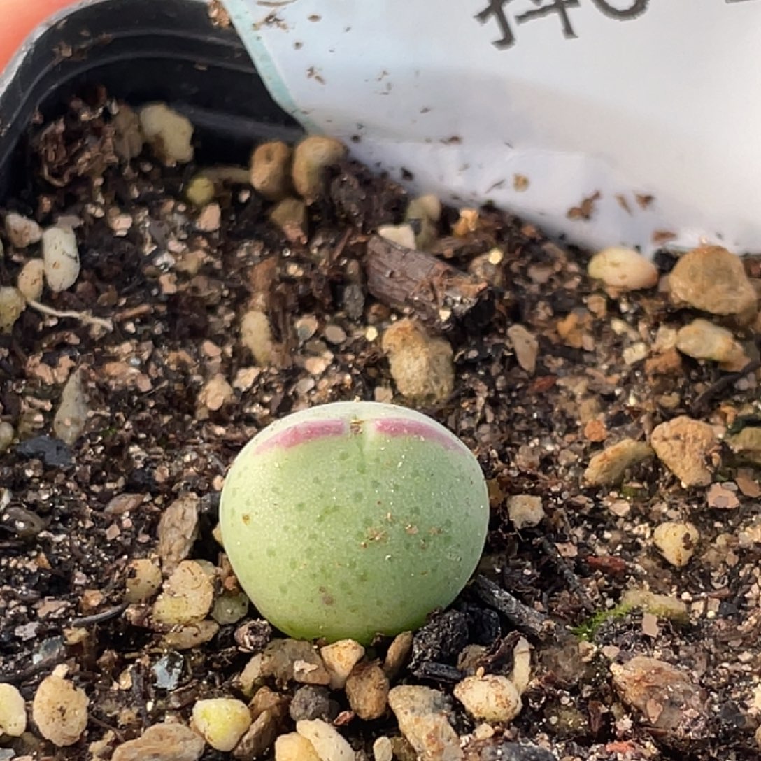 6-18白花比卡丘多肉植物