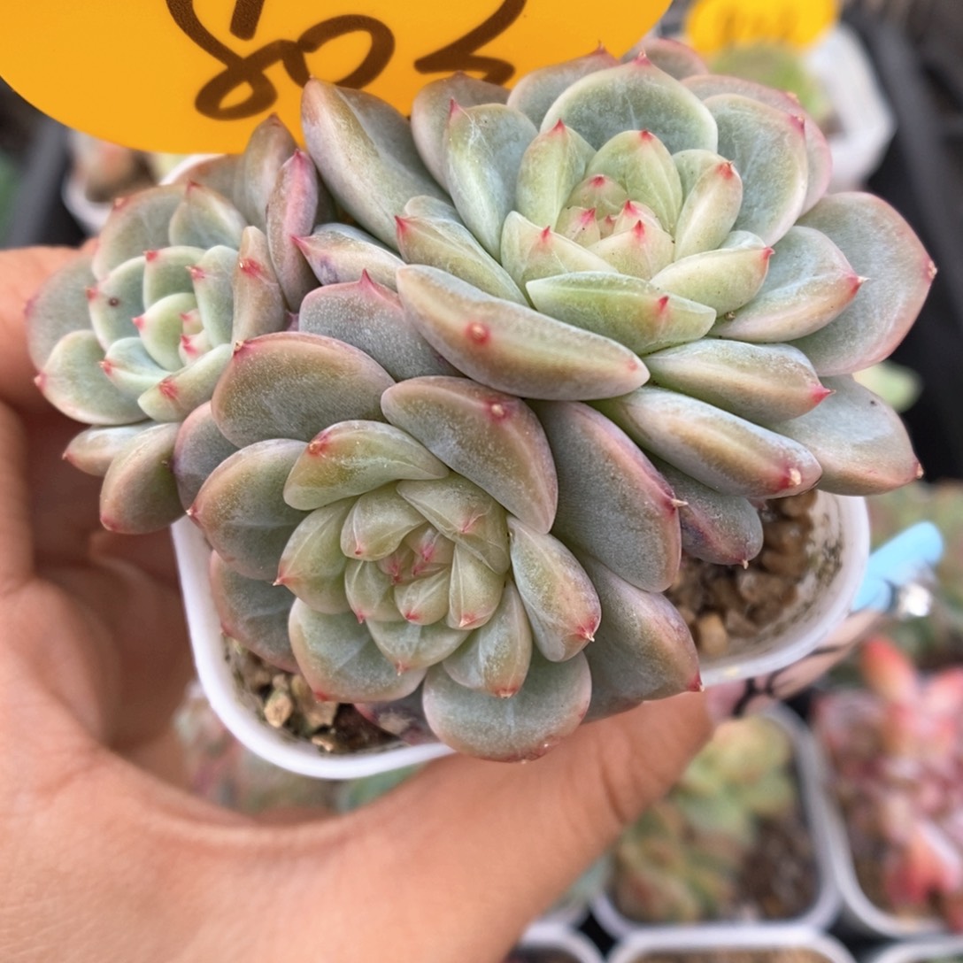 荔枝甜心可拍803号