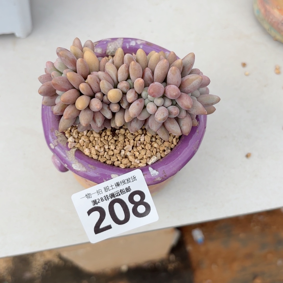 汤圆缀无盆土发货