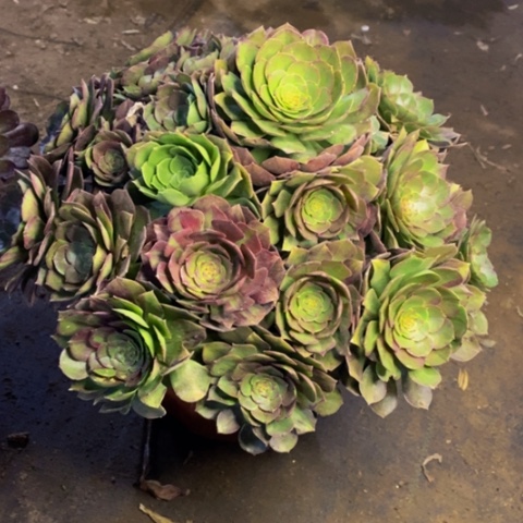 万圣节多肉植物3969