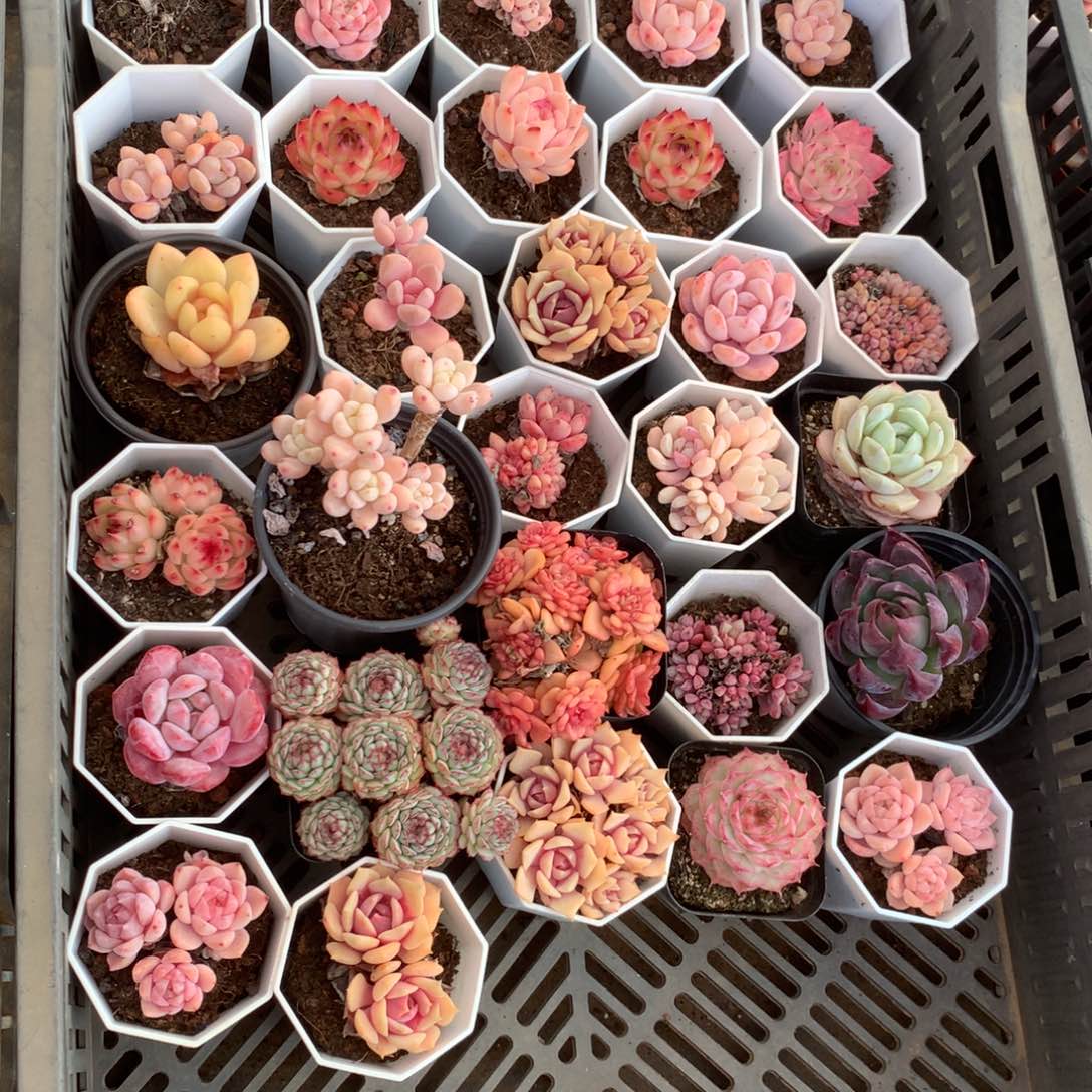 努****你就不要在和她们在外面过夜