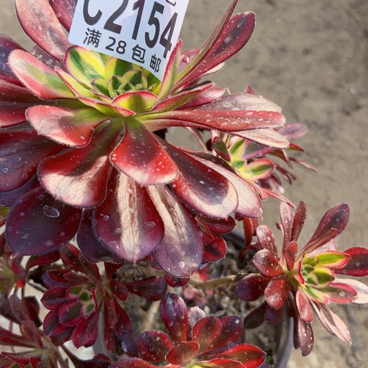 冰淇淋多肉植物法师2154