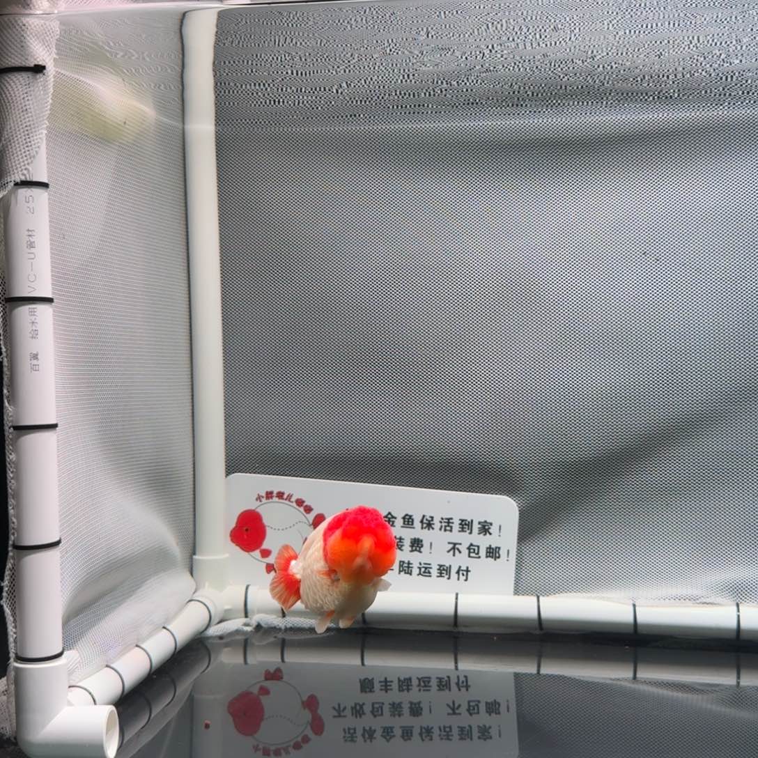 金鱼兰寿金鱼 白红兰寿