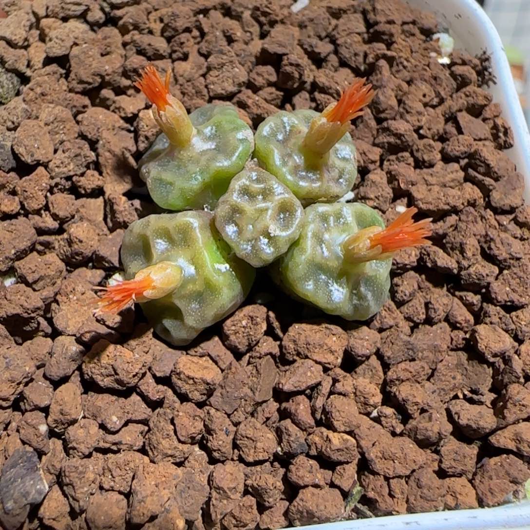 肉锥多肉植物组合-福利方烧144