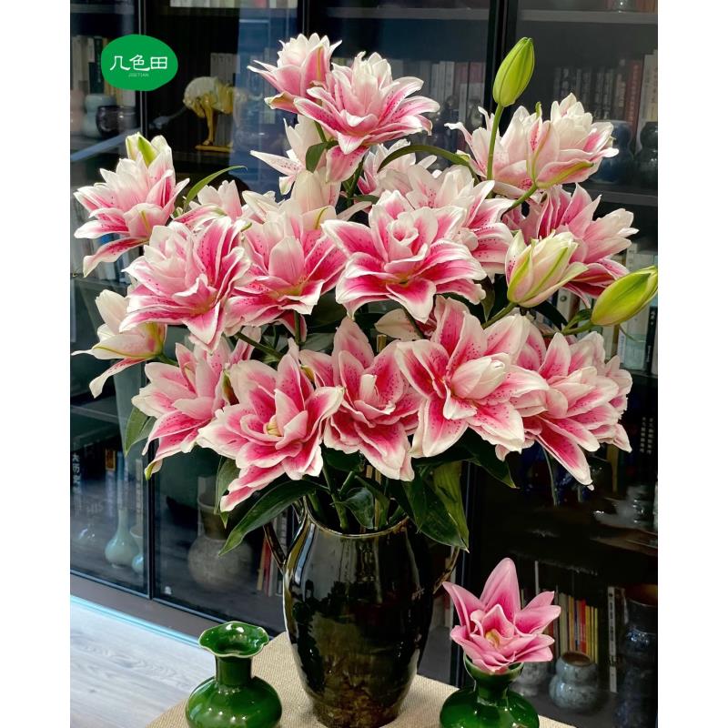 多头火星之恋----重瓣百合（3枝）云南直发鲜花