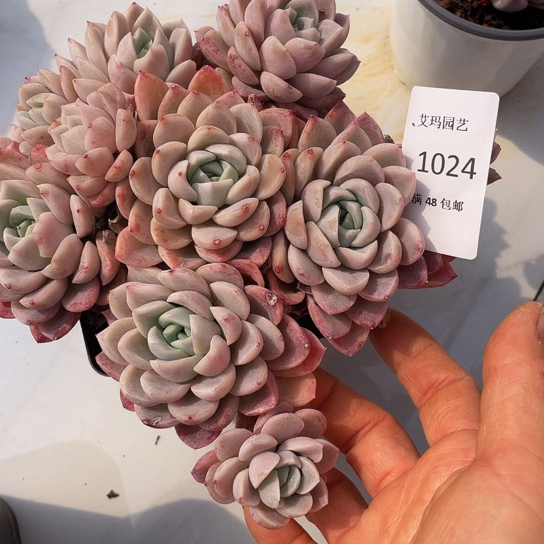 粉冰玉024 多肉多肉多肉