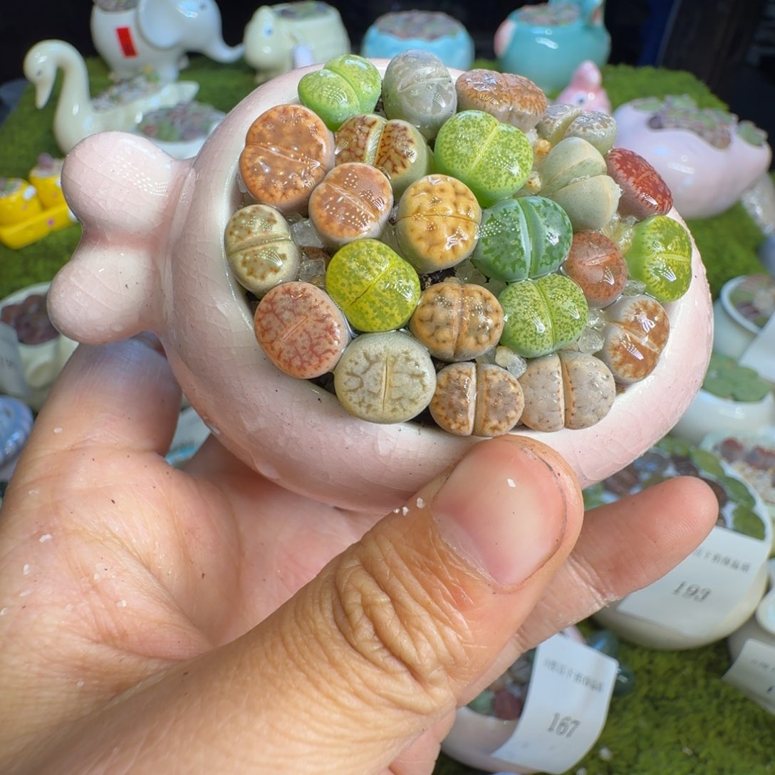 多肉植物福利冲194