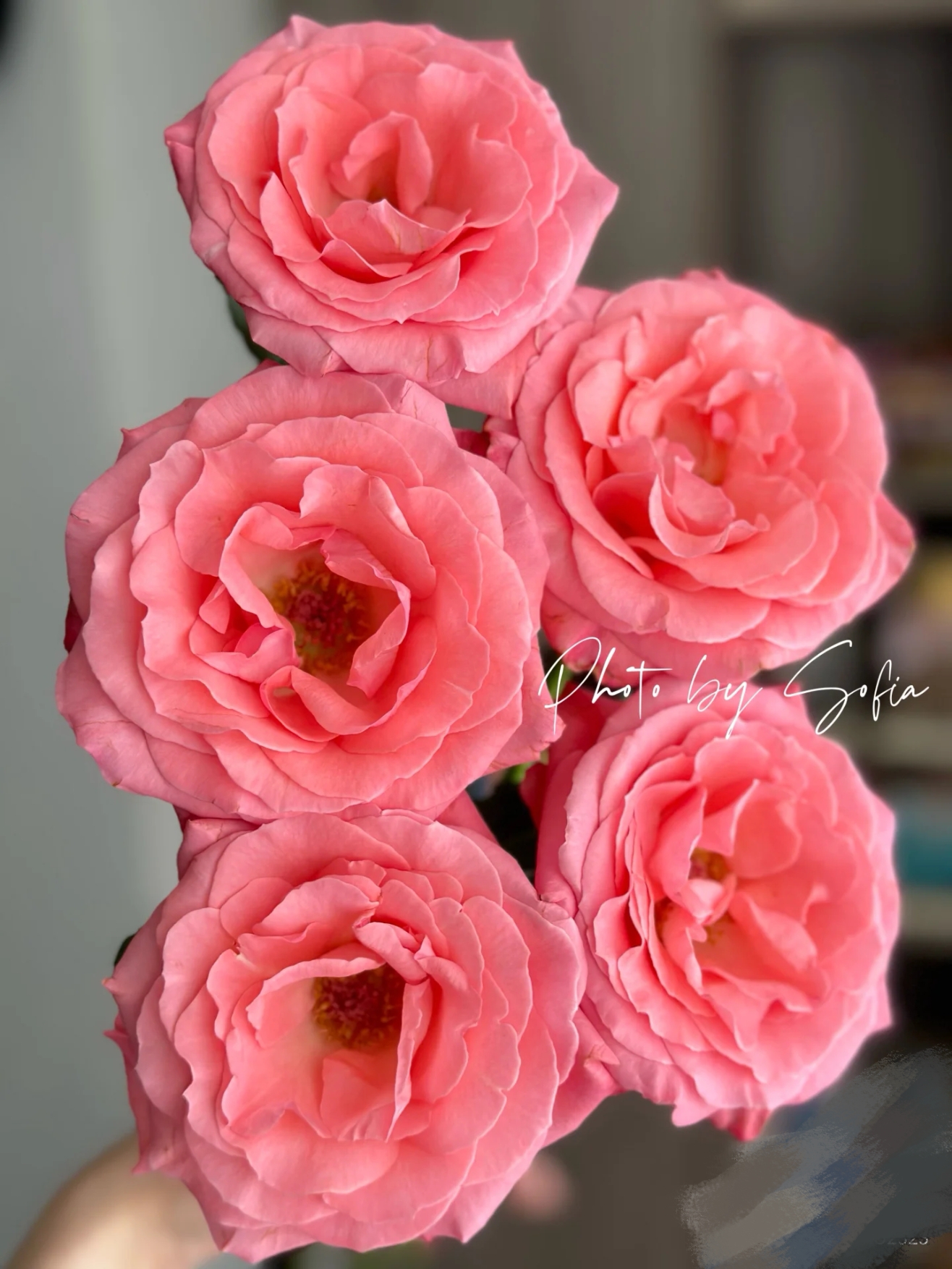 醉梦佳人玫瑰：同一地址任意两单送配草一份，收到鲜花第一时间醒花