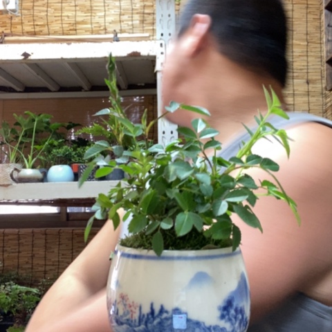 红陶A****?一物一拍所见即所得126