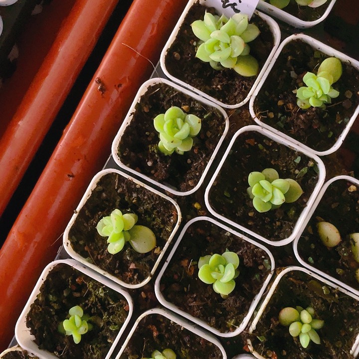 玉玲珑中盆一个满25包邮