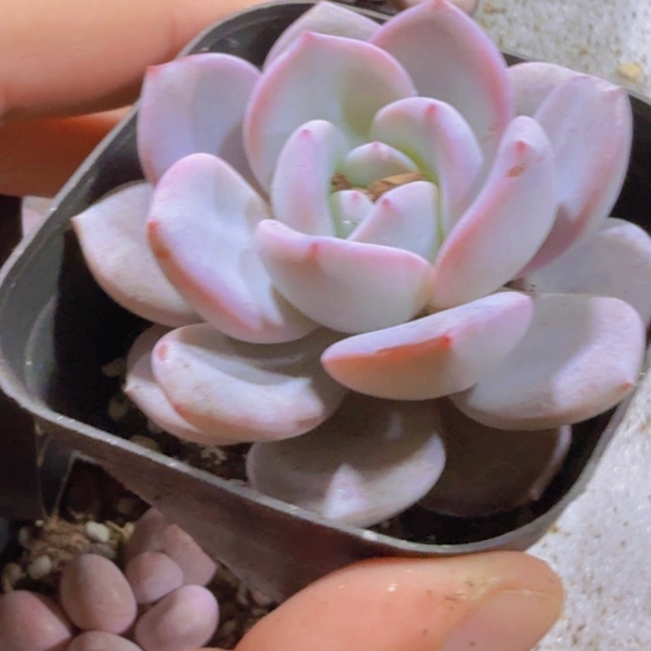 韩版奶茶单头一颗