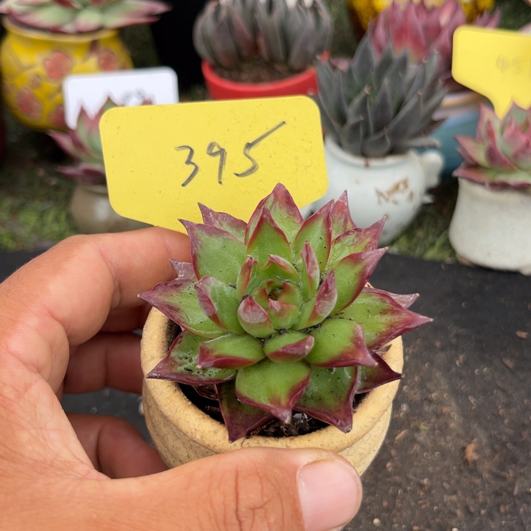 惊鸿一物一拍包装收缩花旱395