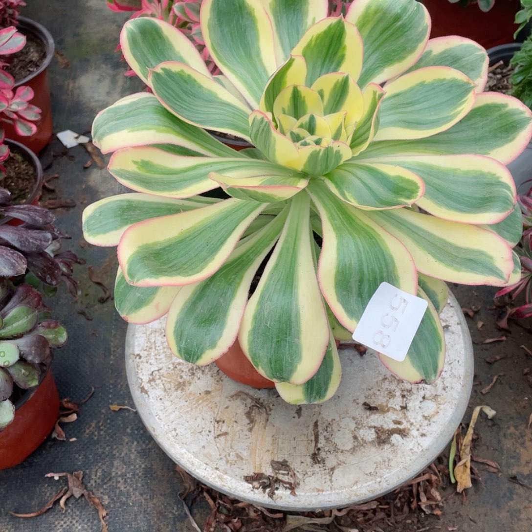 多肉植物燕姿锦558