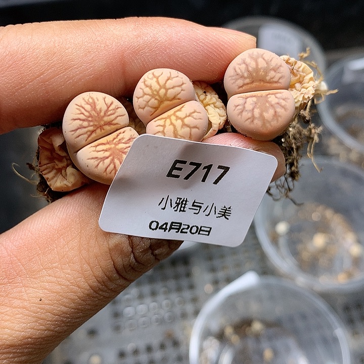 E717多肉植物保护