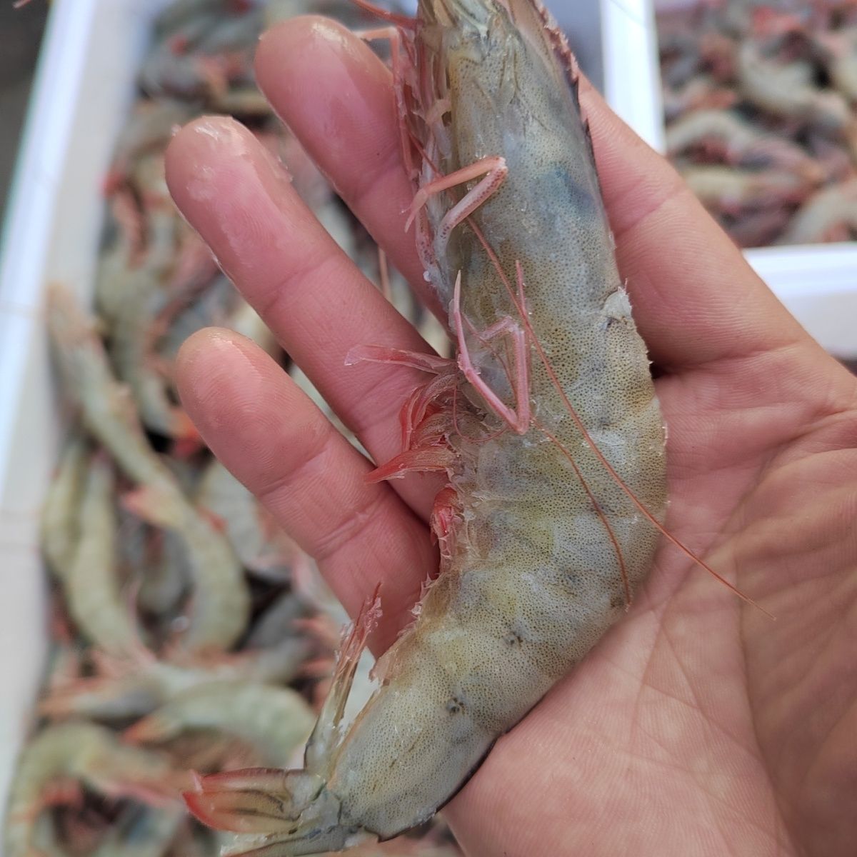 半野生海水红尾大虾
