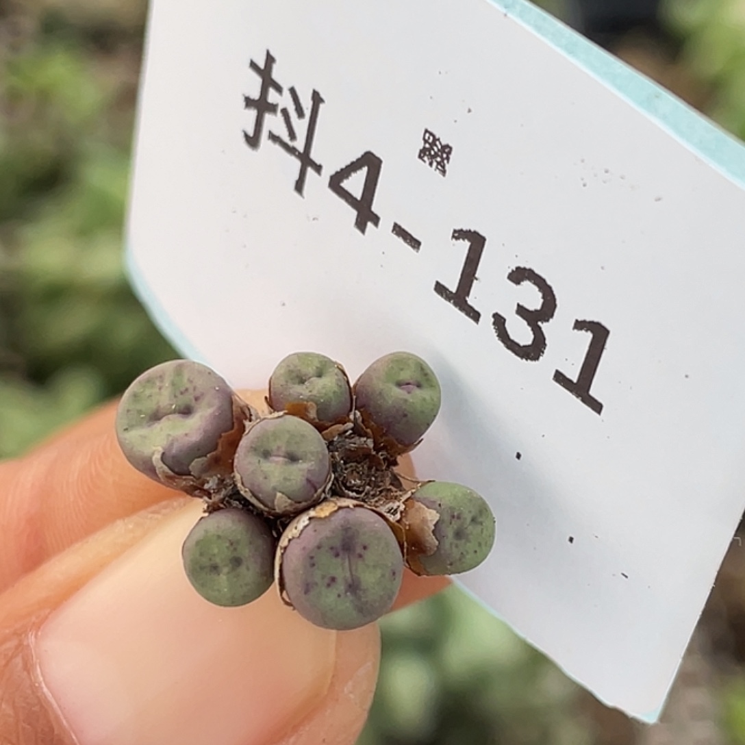 4-131肉锥多肉植物嘴