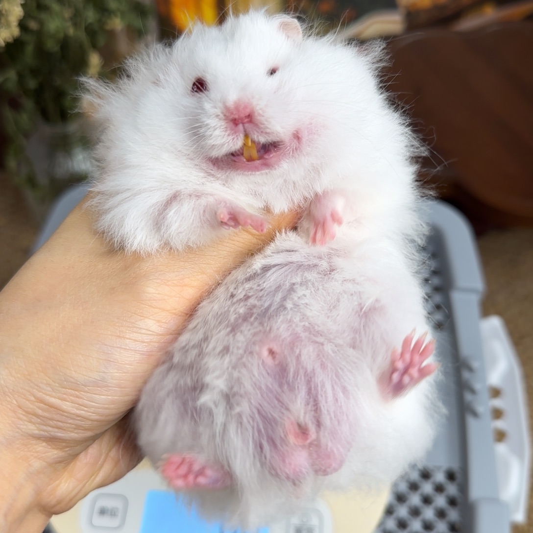 象牙白弟弟8.18生日