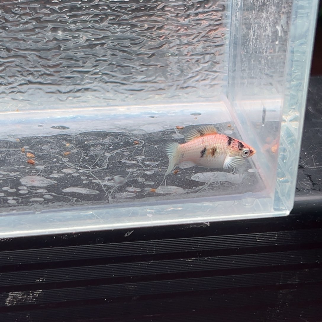 孔雀鱼玛丽鱼一条红头