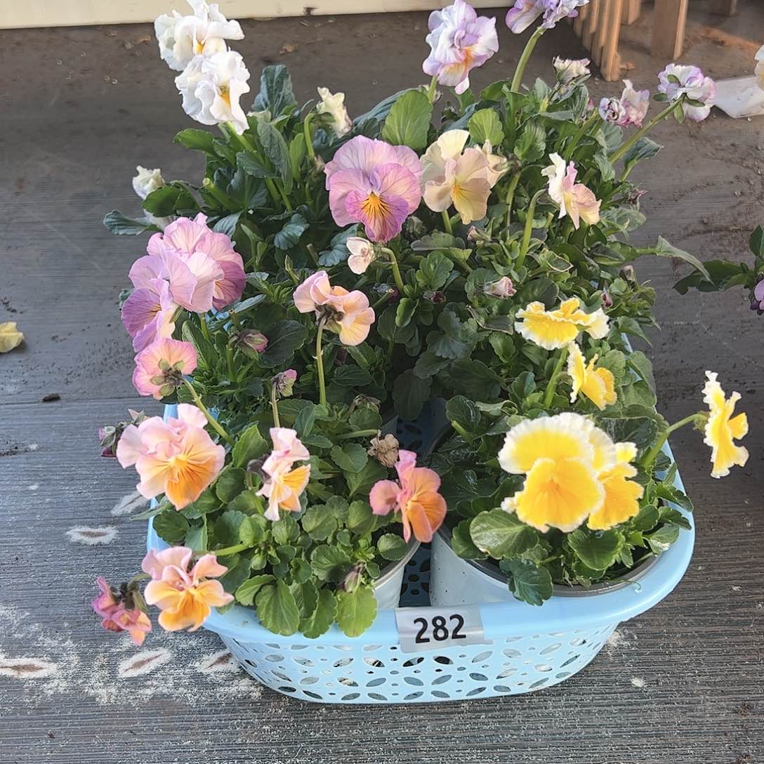 【闪购商品】282号