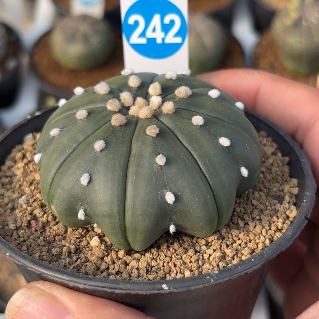 242实生琉璃海星兜带盆带土