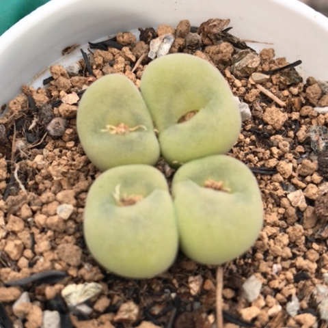 多肉肉锥 空卡佛