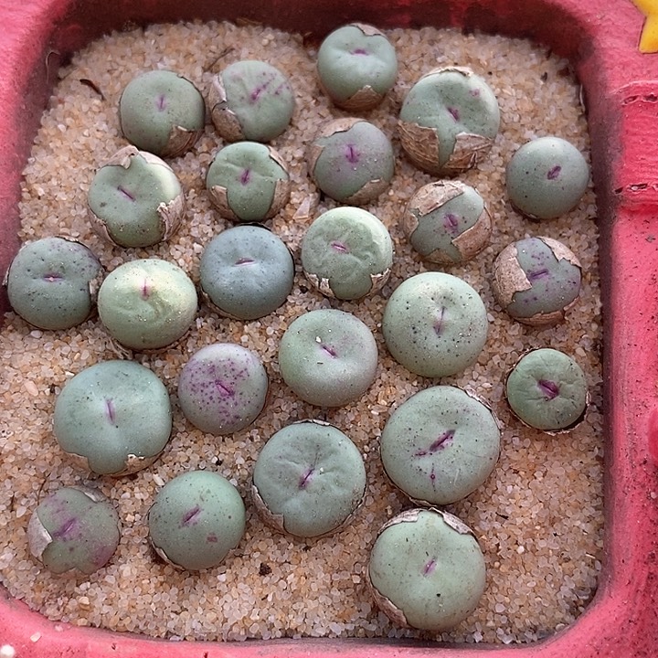 29511小红嘴一颗          