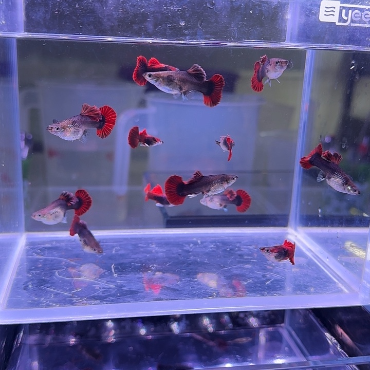 海水鱼林家孔雀鱼观赏鱼