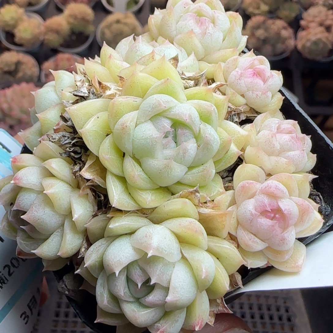 花语逸镜0311-378散