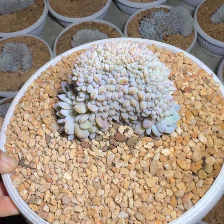 星星橙 缀化 一物一拍