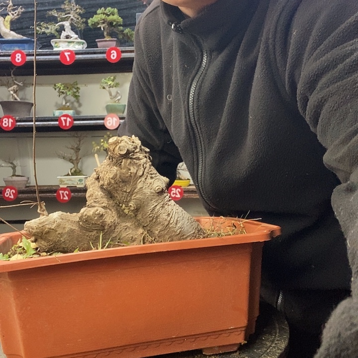 美***约无花朵小叶榔榆一个